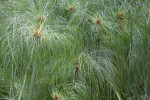 Clustered Papyrus Plant at the Kanapaha Botanical Gardens