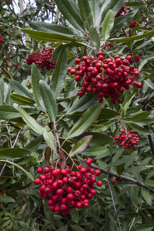 Clusters of Red Berries in a Tree