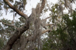 Clusters of Spanish Moss