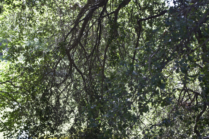 Coast Live Oak Branches and Leaves