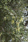 Coast Live Oak Branches, Leaves, and Flowers