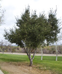 Coast Live Oak Tree at Martha McLean – Anza Narrows Park