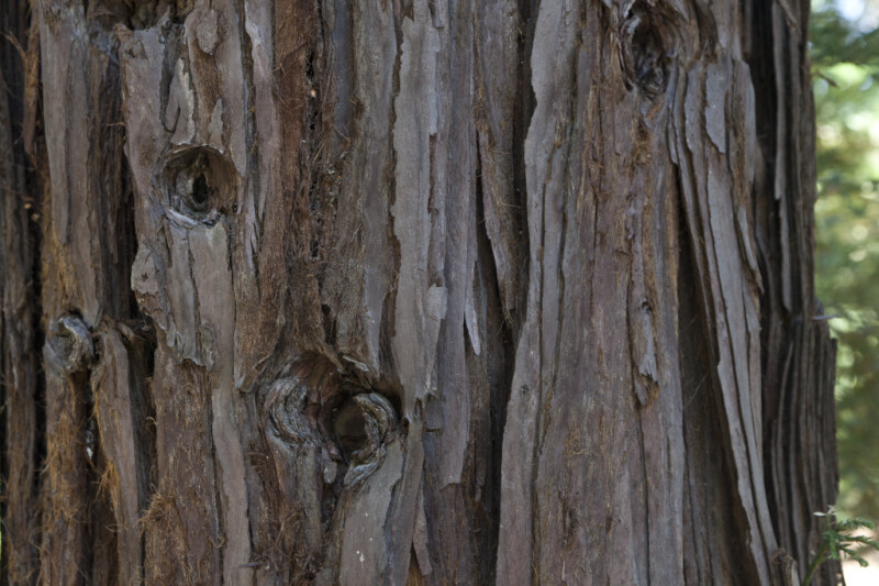 Coast Redwood Bark at the UC Davis Arboretum