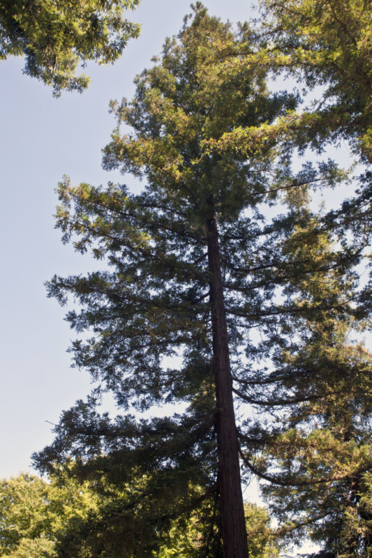 Coast Redwood Tree at the UC Davis Arboretum