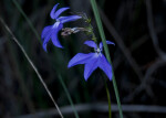 Coastal Plain Lobelias