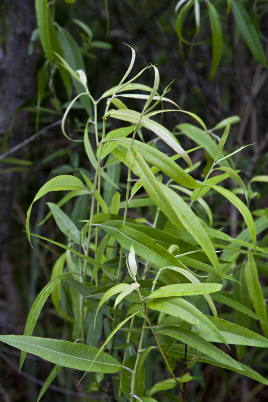 Coastal Plain Willow Branches and Leaves