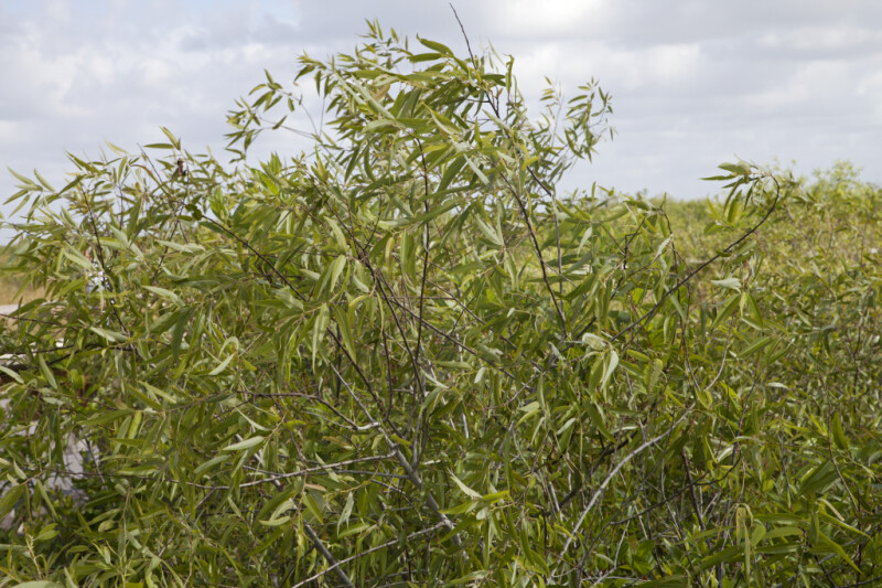 Coastal Plain Willow Leaves and Branches