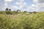 Coastal Plain Willow Shrubs at Anhinga Trail of Everglades National Park