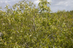 Coastal Plain Willow