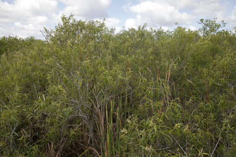 Coastal Plain Willows at Anhinga Trail of Everglades National Park