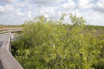 Coastal Plain Willows Growing Along a Boardwalk