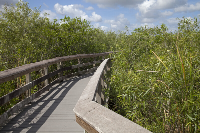 Coastal Plain Willows On Either Side of a Boardwalk at Anhinga Trail of Everglades National Park