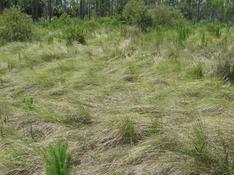 Coastal Prairie Grass