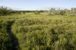 Coastal Prairie