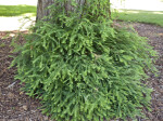 Coastal Redwood Leaves at Base of Trunk