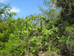 Coastal Vegetation