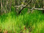 Coastal Wetlands