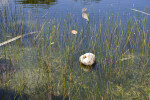 Coconut in Shallows