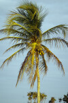 Coconut Palm