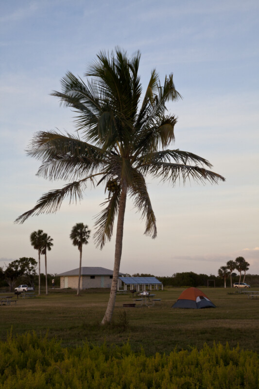 Coconut Palm at the Florida Campgrounds of Everglades National Park