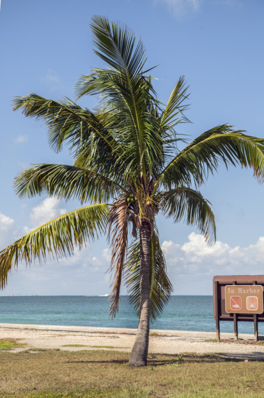 Coconut Palm Near a Sign