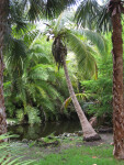 Coconut Palm over Water