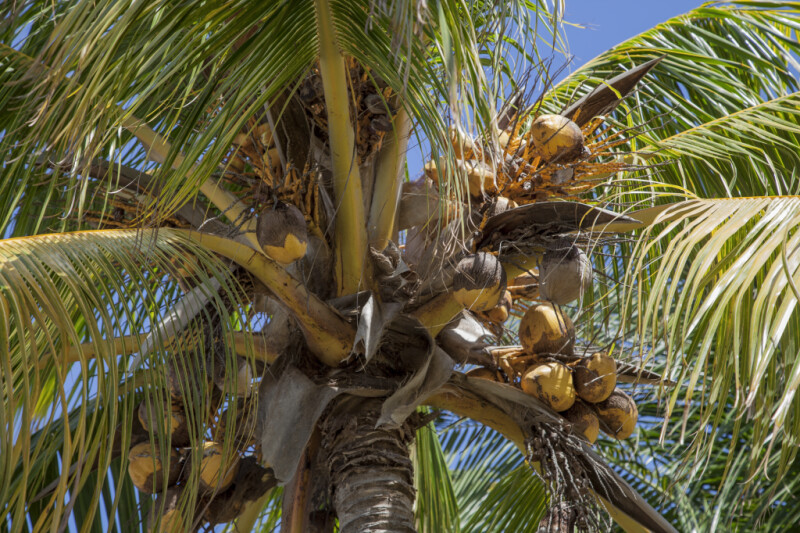 Coconut Palm with Brown to Yellow Fruit