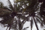 Coconut Palms