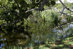 Coconut Palms in Distance