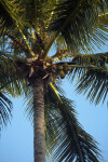 Coconut Tree