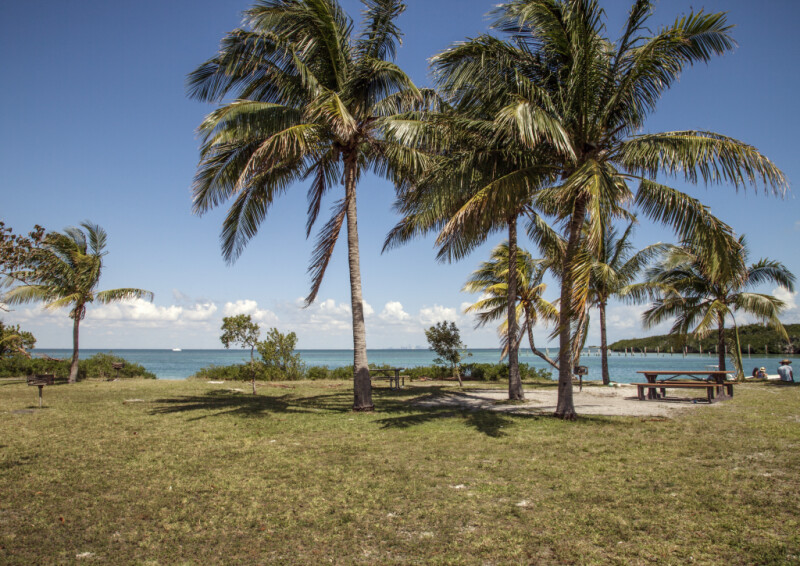 Coconut Trees at Biscayne National Park