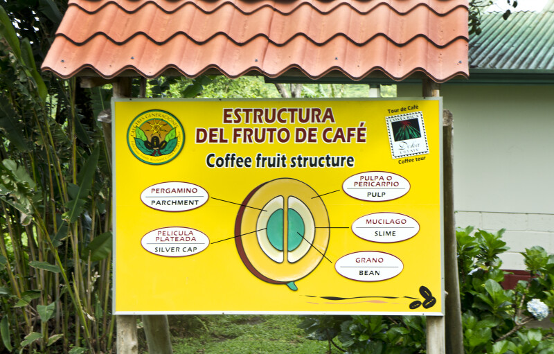 Coffee Fruit Structure