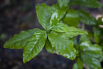 Coffee Plant Leaves