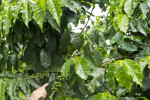 Coffee Plant With Fruit