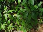 Coffee Plants