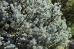 Colorado Blue Spruce Needles