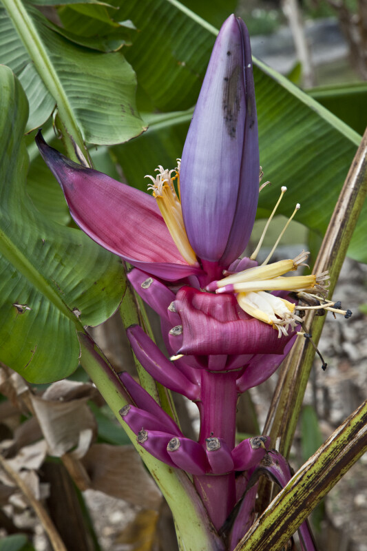 Colorful Banana Fruits and Flowers