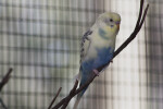 Colorful Budgie