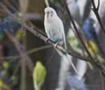 Colorful Budgies