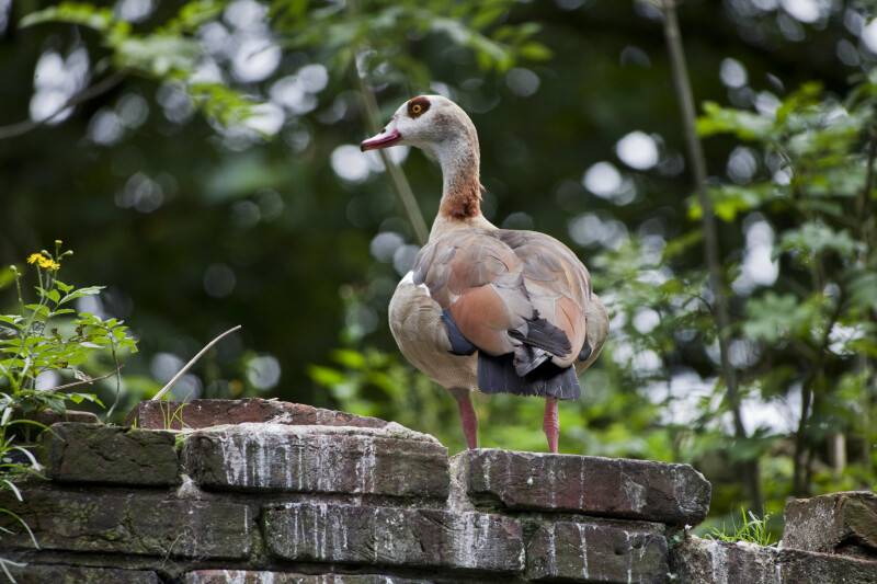 Colorful Duck Standing on Old Brick Wall at the Artis Royal Zoo