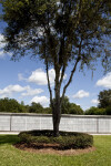 Columbarium Trees