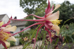 Columbine Flower with Pink, Hairy Spurs Extending Behind the Base of the Flower