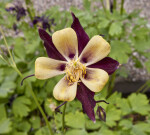 Columbine Flower with Purple and Yellow Colors