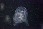 Comb Jellies with Colorful Cilia