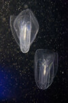 Comb Jellies