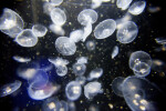 Comb Jellyfish