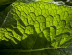 Comfrey Leaf Detail