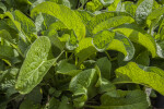 Comfrey Leaves