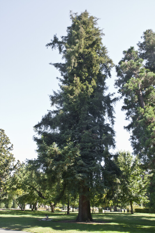 Commemorative Coastal Redwood Tree at Capitol Park in Sacramento