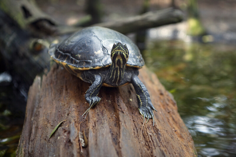 Common Cooter